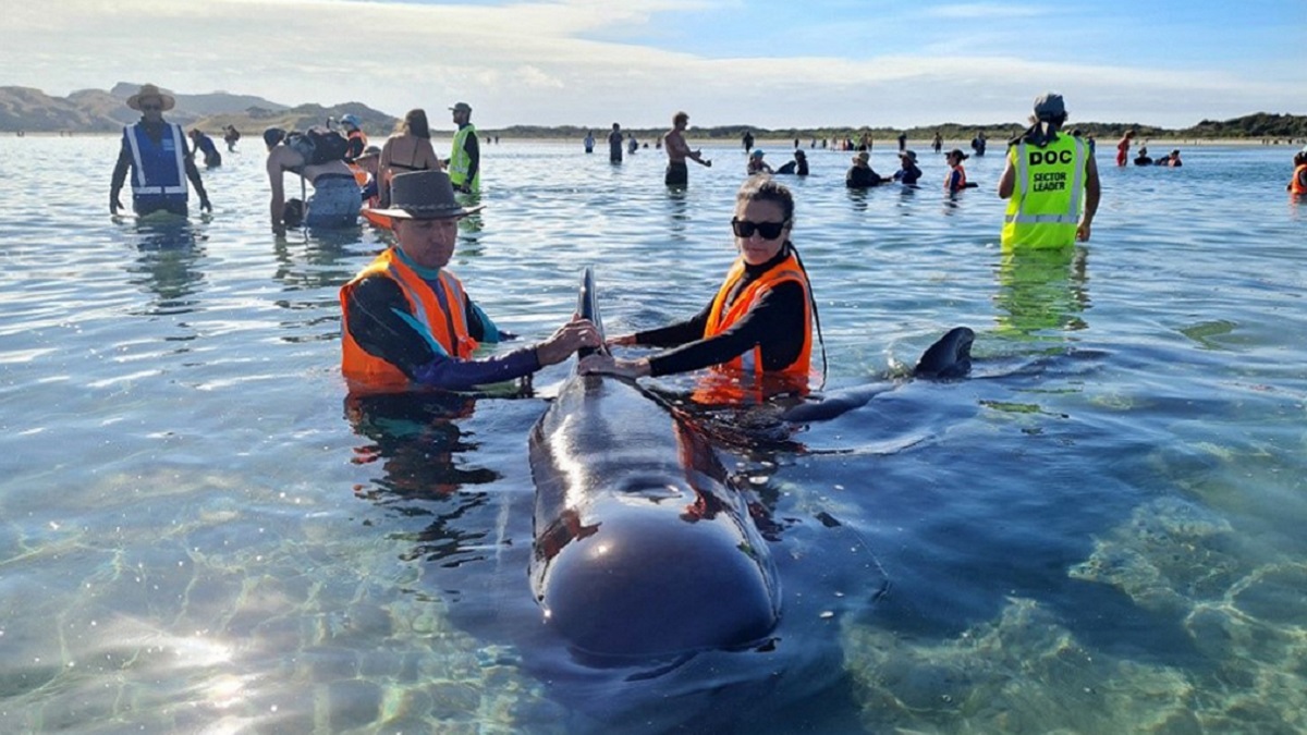 Decenas de ballenas quedaron varadas en una playa de Nueva Zelanda