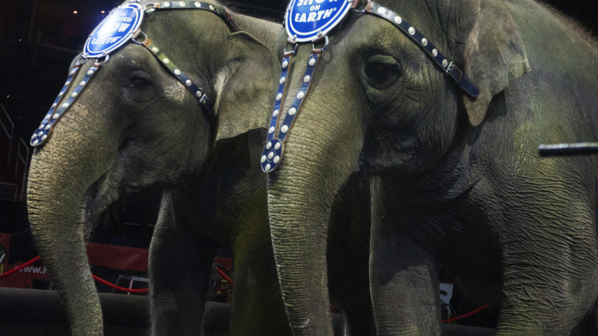 Pelea colosal: elefantes protagonizan pelea durante función de circo en Rusia