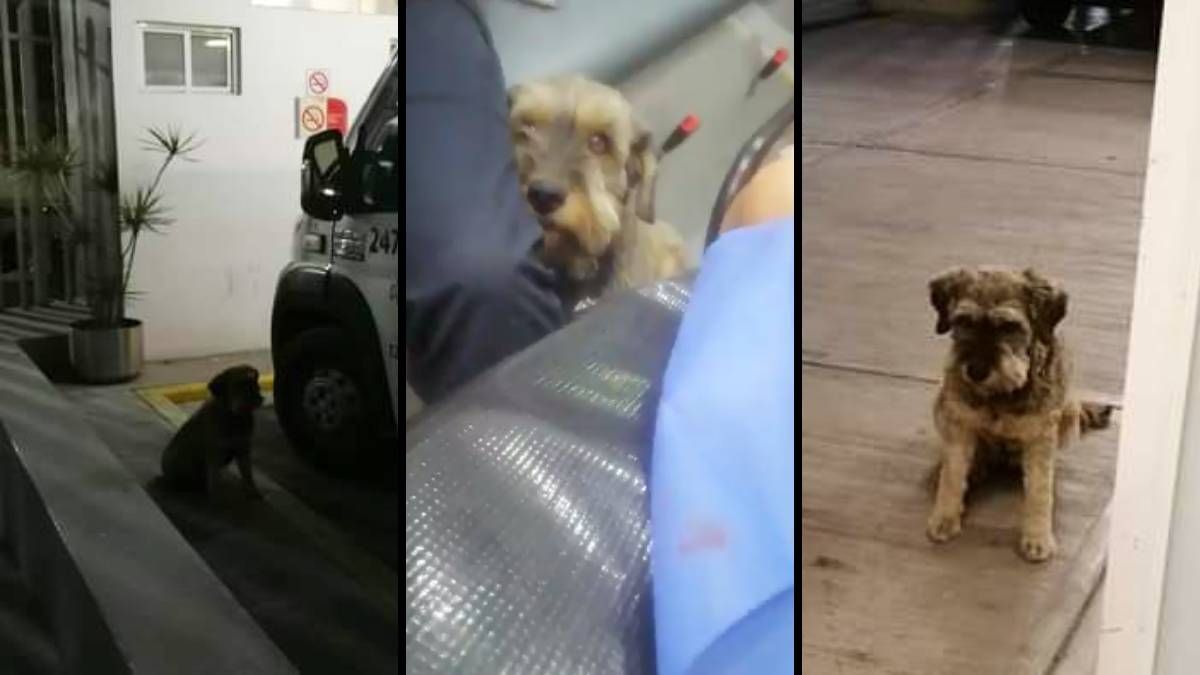 Paramédicos suben a ambulancia a perrito que corría para ver a su dueño en CDMX