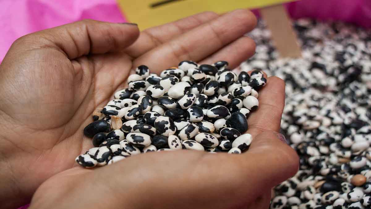 Casi en 50 pesos el kilo de frijol en CDMX