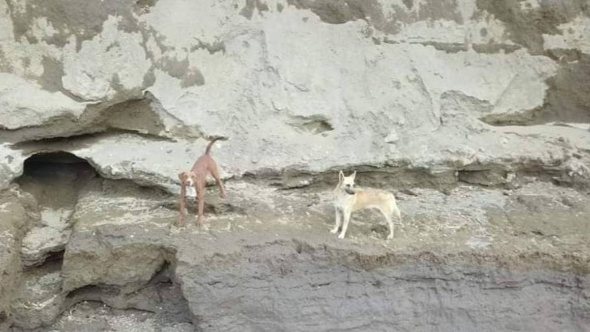 ¡Están con vida! Revelan imágenes de perros atrapados en socavón de Puebla