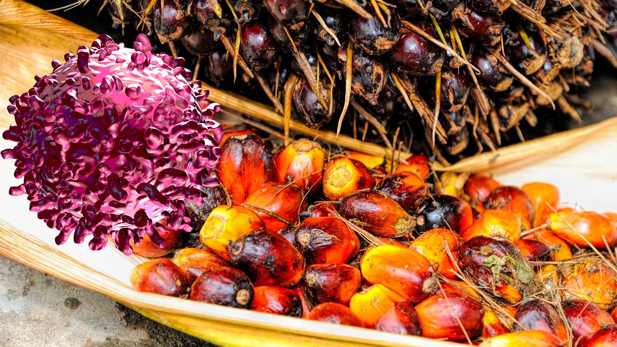Aceite de palma propaga más agresivamente el cáncer, estudio