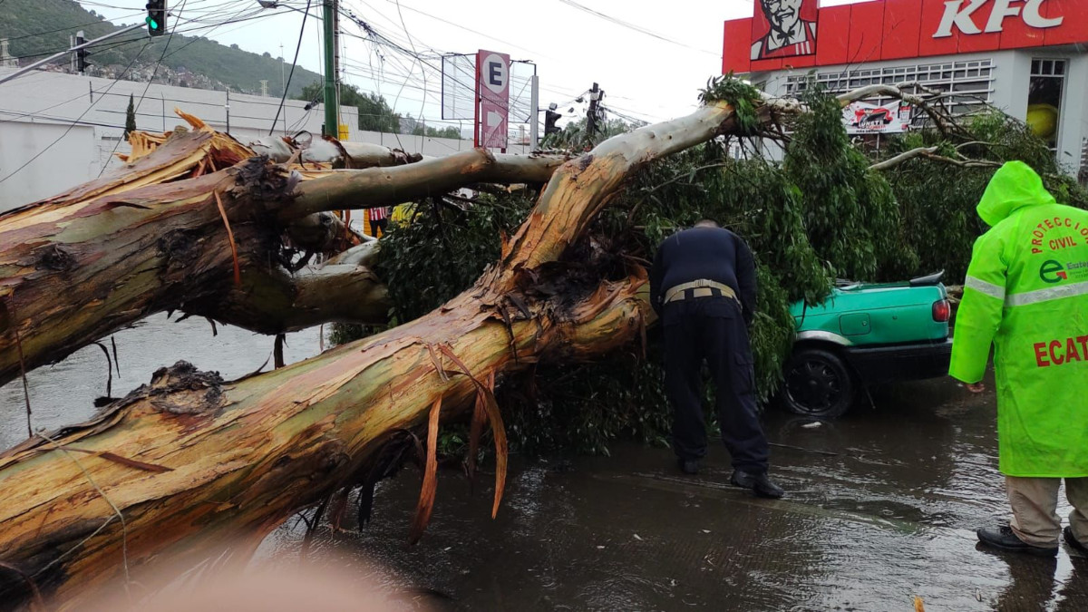 Árbol cae sobre taxi en Edo de México, deja un muerto y tres heridos