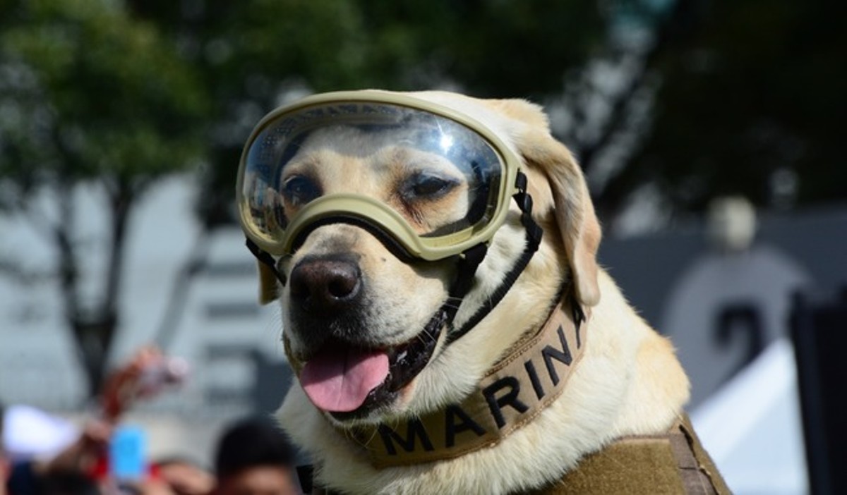 Muere la perrita Frida, símbolo de esperanza durante el terremoto que azotó a México en septiembre de 2017