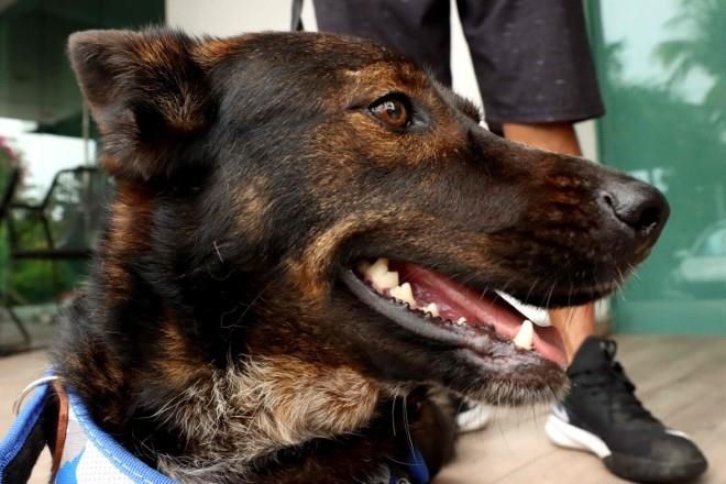 Caso ‘Bella’: ¿pueden viajar perros de México a Australia?