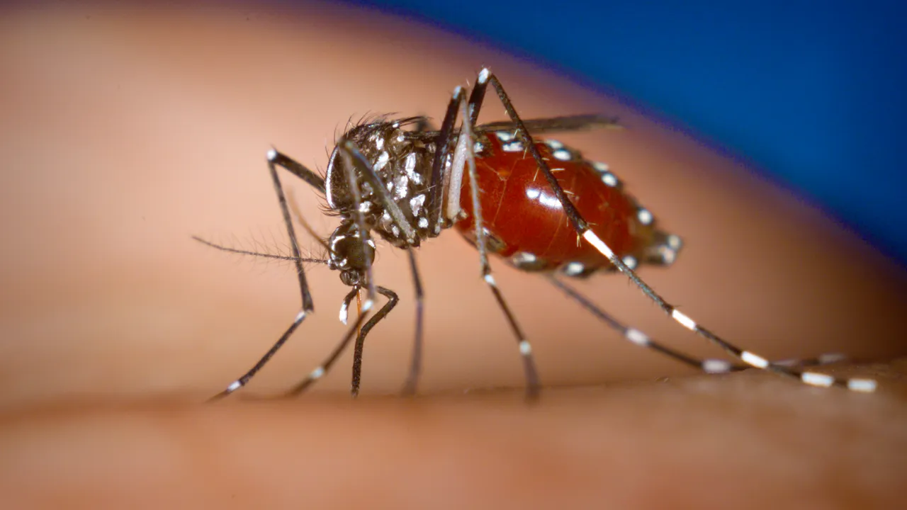 Alerta de Salud por aumento de casos de dengue; reportan 20 fallecimientos