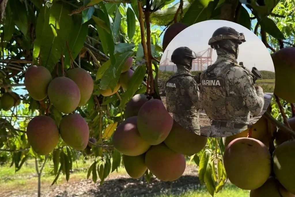 Roban a la Marina 22 toneladas de mango en Chiapas; Anticorrupción la acusa de descuido