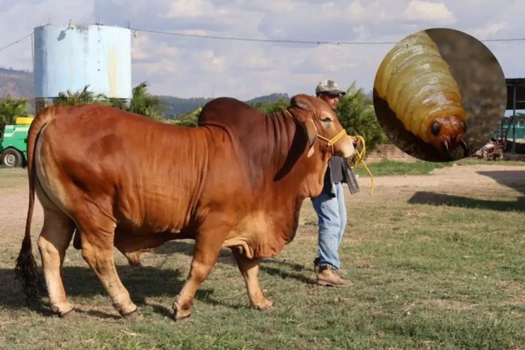 Senadora del PAN acusa negligencia por repunte al gusano barrenador  